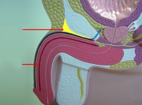 ligamentos do pene